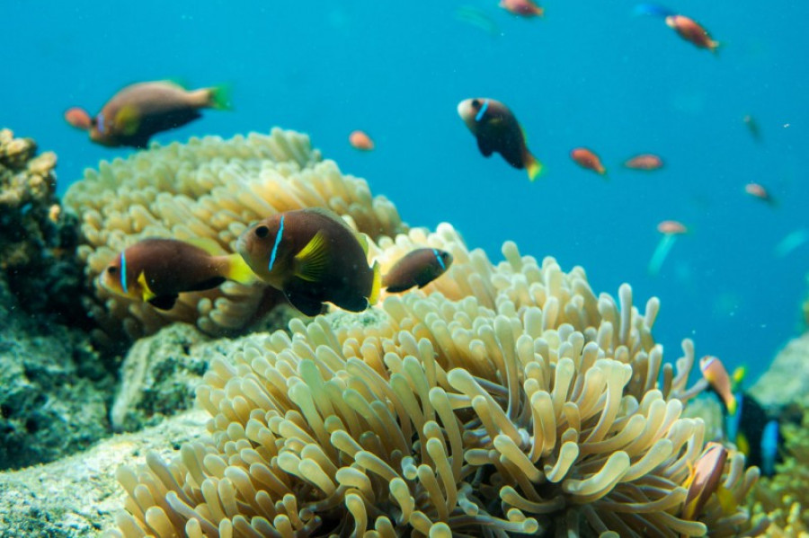 Peces en el oceiano 35720