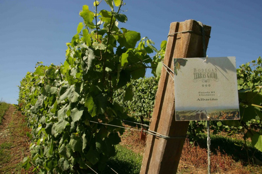 Vinedo terras gauda 31883