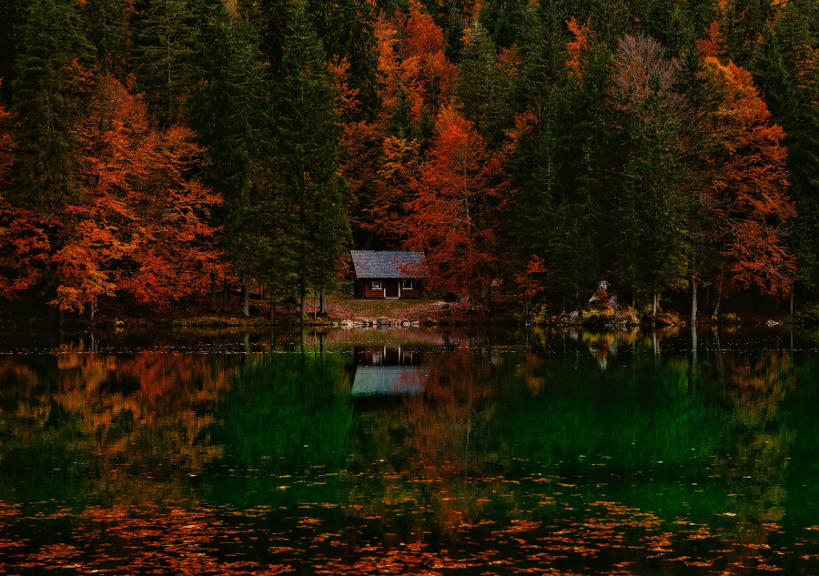 Tree water nature forest wilderness countryside 548748 pxhere